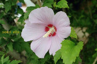 Syriacus blume samen for anpflanzung | premium hibiscus