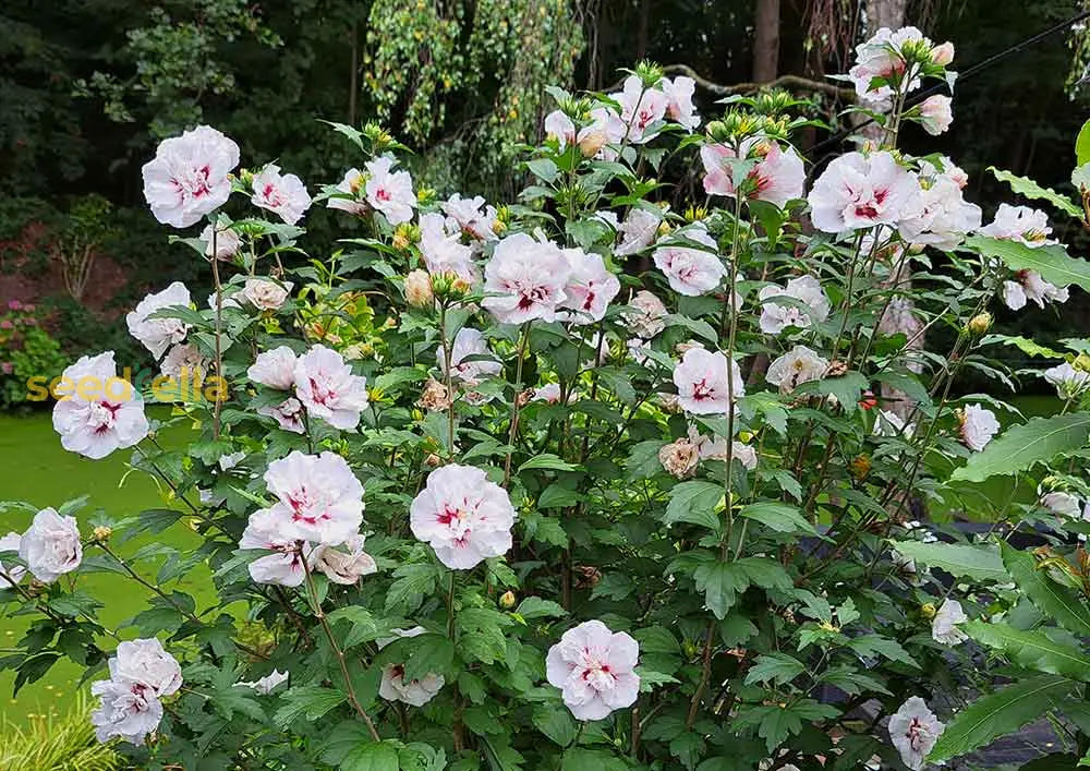 Hibiscus syriacus blume samen for anpflanzung vibrant blooms