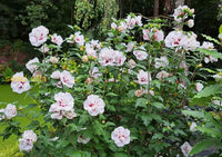 Hibiscus syriacus blume samen for anpflanzung vibrant blooms