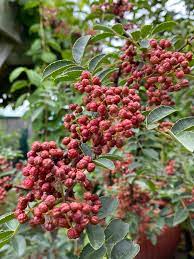 Small Yellow Blumen of the Sichuan Pepper Pflanze