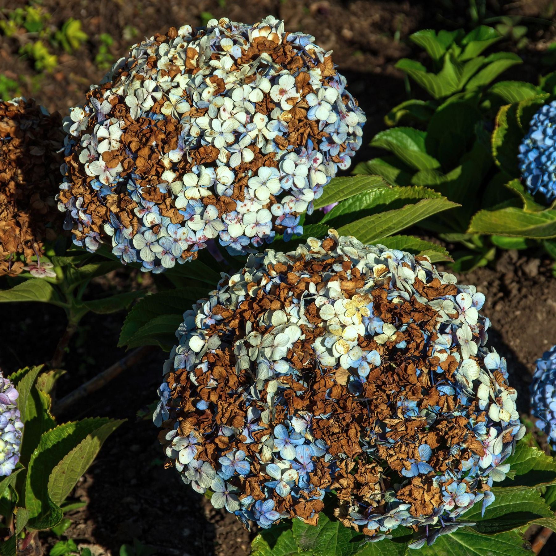 Hortensie Blumensamen Bordeaux Blumensamen zur Aussaat Landhaus Garten wichtig Traditionssorte & ohne Gentechnik Samen Hausgarten