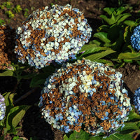 Hortensie Blumensamen Bordeaux Blumensamen zur Aussaat Landhaus Garten wichtig Traditionssorte & ohne Gentechnik Samen Hausgarten