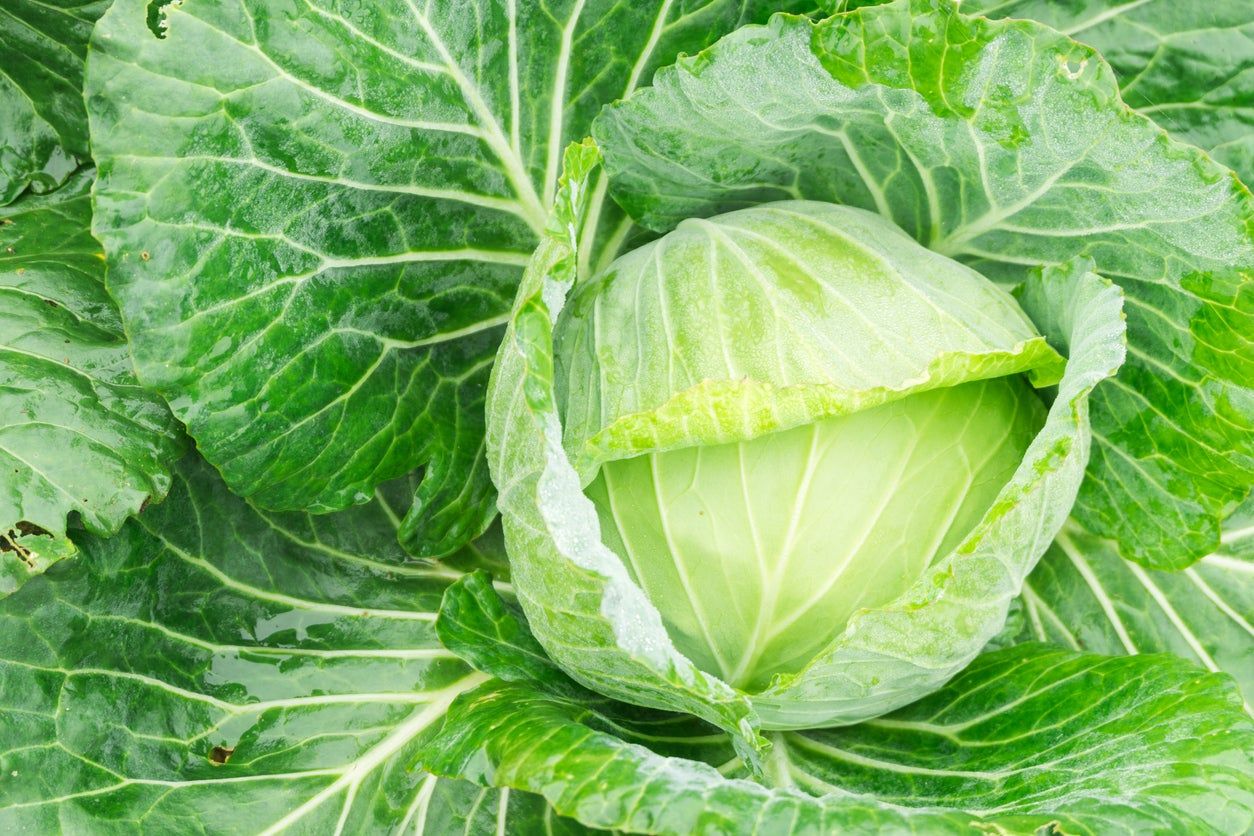 Golden Acre Cabbage Samen zum Pflanzen - High Yield Variety