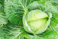 Golden Acre Cabbage Samen zum Pflanzen - High Yield Variety