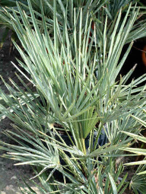 Grün Humilis Silver Blumensamen zur Aussaat – Drought verträglich – Traditionssorte & ohne Gentechnik Samen Hausgarten