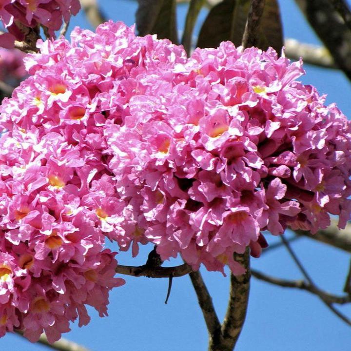 Rosa Jacaranda Mimosifolia Blumensamen zur Aussaat kompakt Wuchs Traditionssorte & ohne Gentechnik Samen Hausgarten