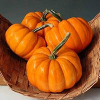 Table gold acorn squash pflanzen wachsend in garten