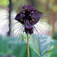 Tacca chanteri exotic pflanze with unique leaves