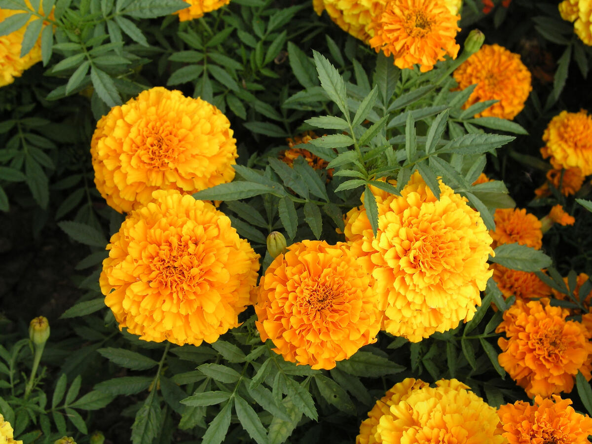 Studentenblume Blumensamen zur Aussaat Garten beliebt Traditionssorte & ohne Gentechnik Samen Hausgarten