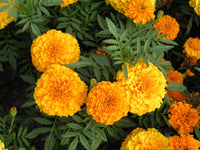 Studentenblume Blumensamen zur Aussaat Garten beliebt Traditionssorte & ohne Gentechnik Samen Hausgarten