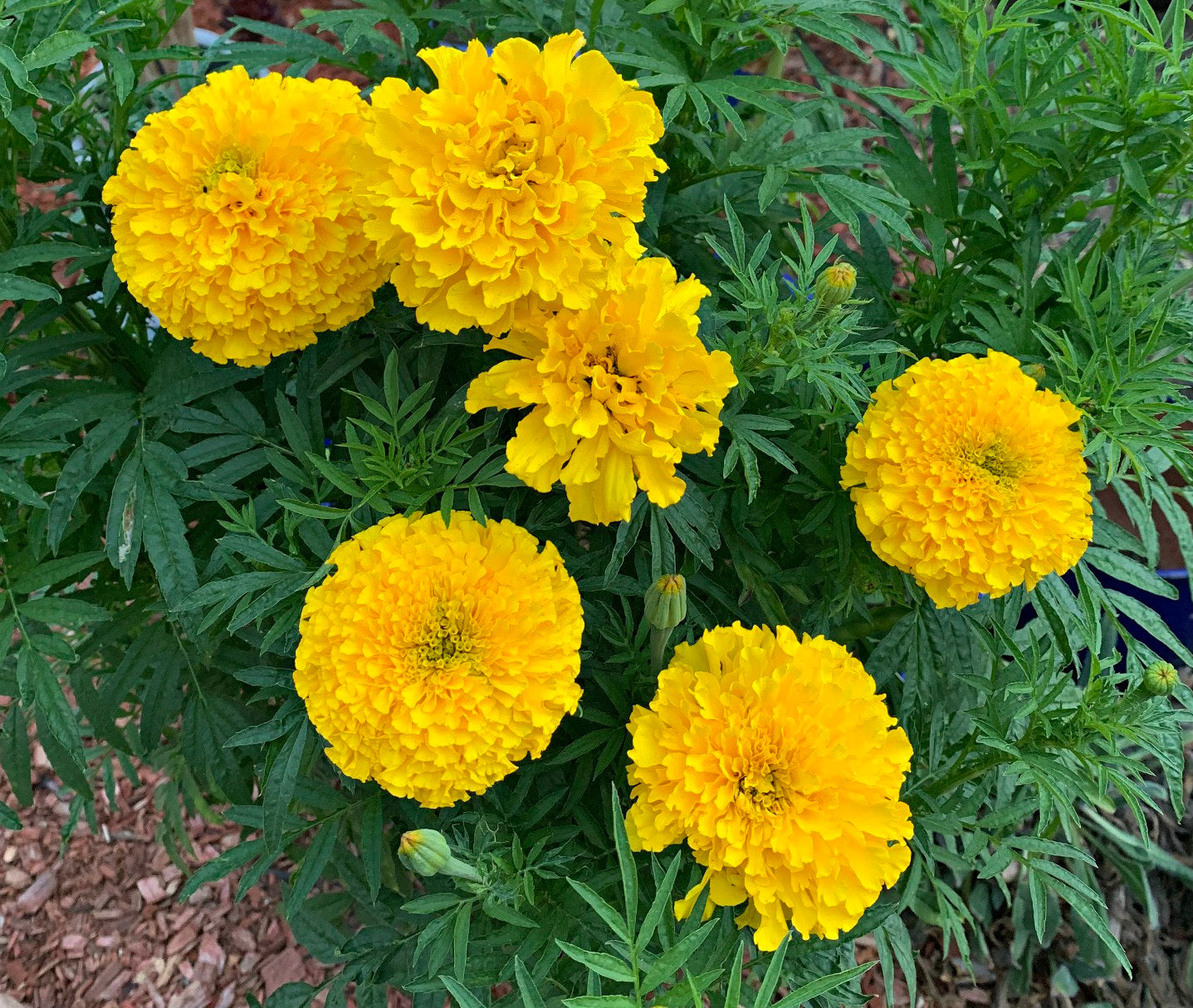 Mexican Studentenblume Blumensamen zur Aussaat saisonal Dauerblüher Traditionssorte & ohne Gentechnik Samen Hausgarten