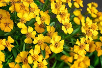 Tagetes Lucida Blumensamen zur Aussaat ideal Rabatten Traditionssorte & ohne Gentechnik Samen Hausgarten