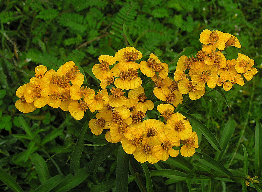  Fragrant aromatic foliage developed from Mexican Mint Marigold Samen