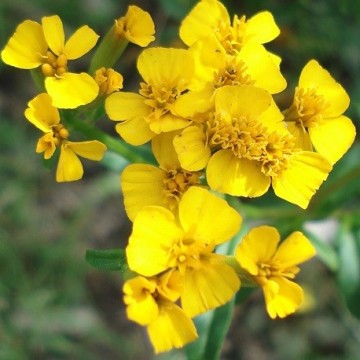 Tagetes Lucida Blumensamen zur Aussaat ideal Rabatten Traditionssorte & ohne Gentechnik Samen Hausgarten