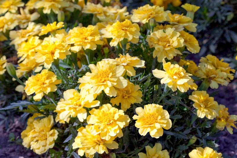 Traditionssorte Alumia Vanilla Blumensamen zur Aussaat leuchtend Traditionssorte & ohne Gentechnik Samen Hausgarten