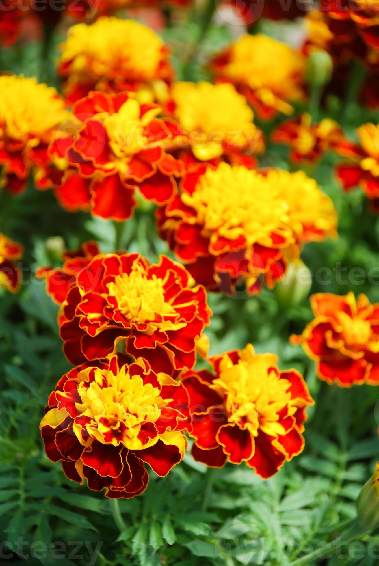 Patula Blumensamen zur Aussaat lang Blüte Saison Traditionssorte & ohne Gentechnik Samen Hausgarten