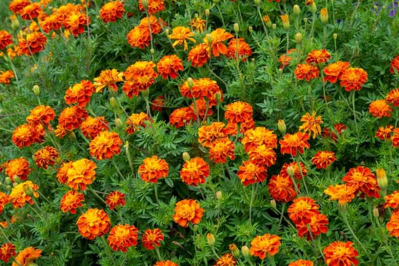 Studentenblume French Blumensamen zur Aussaat leuchtend Blüten Traditionssorte & ohne Gentechnik Samen Hausgarten