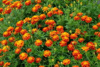Studentenblume French Blumensamen zur Aussaat leuchtend Blüten Traditionssorte & ohne Gentechnik Samen Hausgarten
