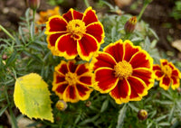 Studentenblume Rot Marietta Blume Samen zur Aussaat – leuchtend Garten Blüten farbenfroh Landscapes
