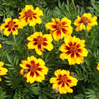 Tagetes patula vibrant French Marigold Anbau in full sun