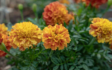 Afrikanische Studentenblume Samen Tagetes
