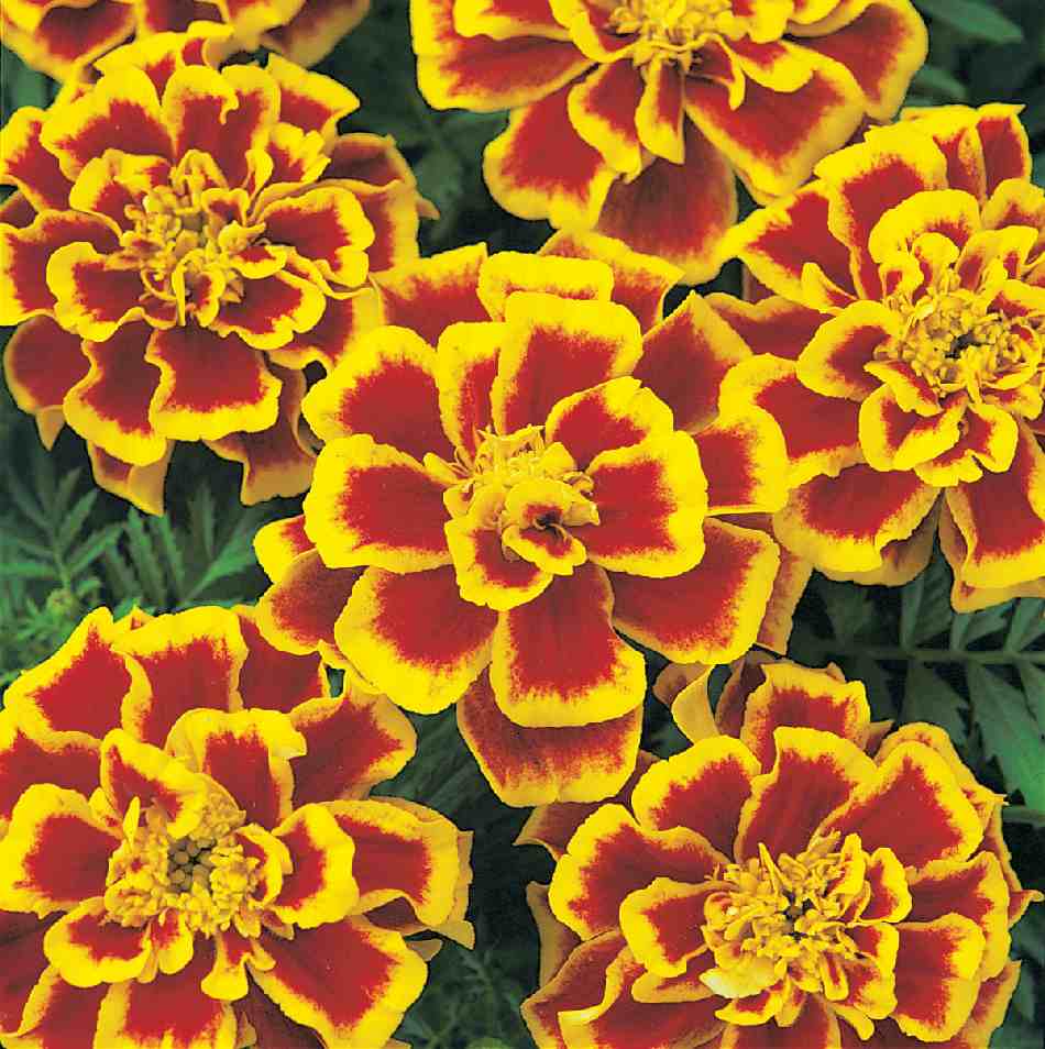 Patula Blumensamen zur Aussaat lang Blüte Saison Traditionssorte & ohne Gentechnik Samen Hausgarten