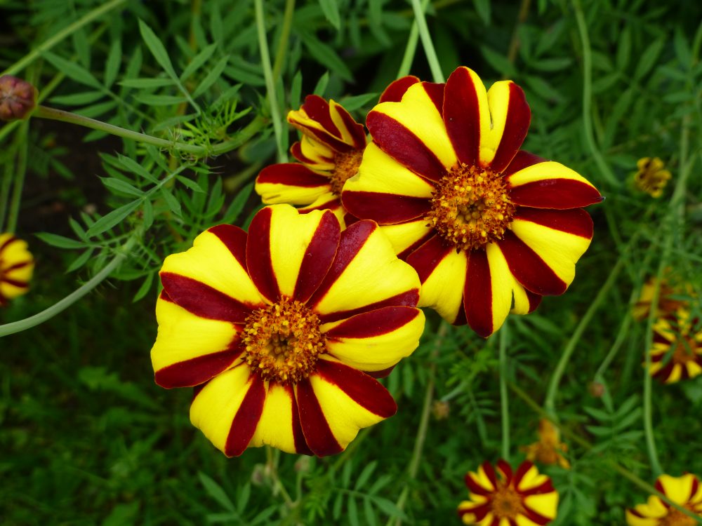 Studentenblume Jester Blumensamen zur Aussaat Schnitt Blume beliebt Traditionssorte & ohne Gentechnik Samen Hausgarten