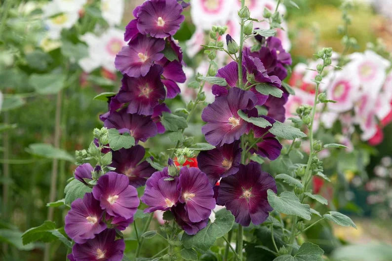 Tall althaea rosea pflanzen wachsend along garten fence