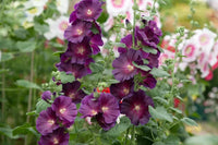 Tall althaea rosea pflanzen wachsend along garten fence