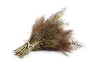 Tall Bronze Fennel Pflanze with golden umbels