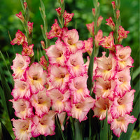 Tall gladiolus blume spike