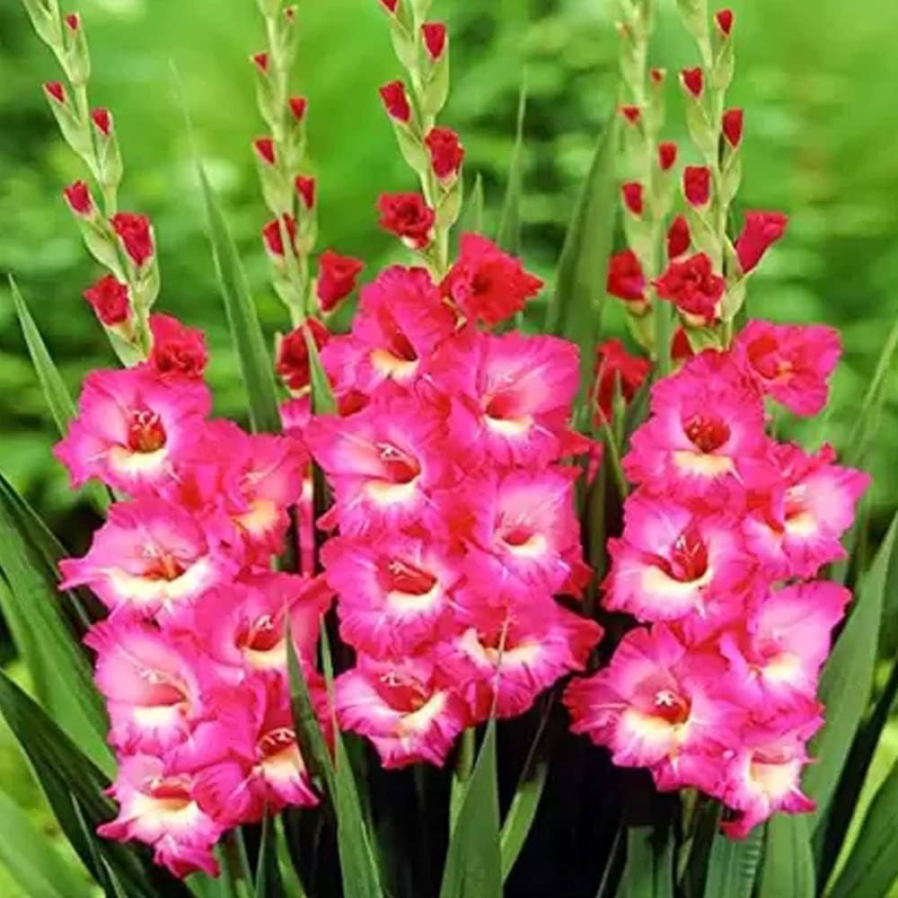 Tall dark rosa gladiolus blumen in garten display