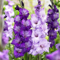 Tall light violet gladiolus pflanzen for borders and containers