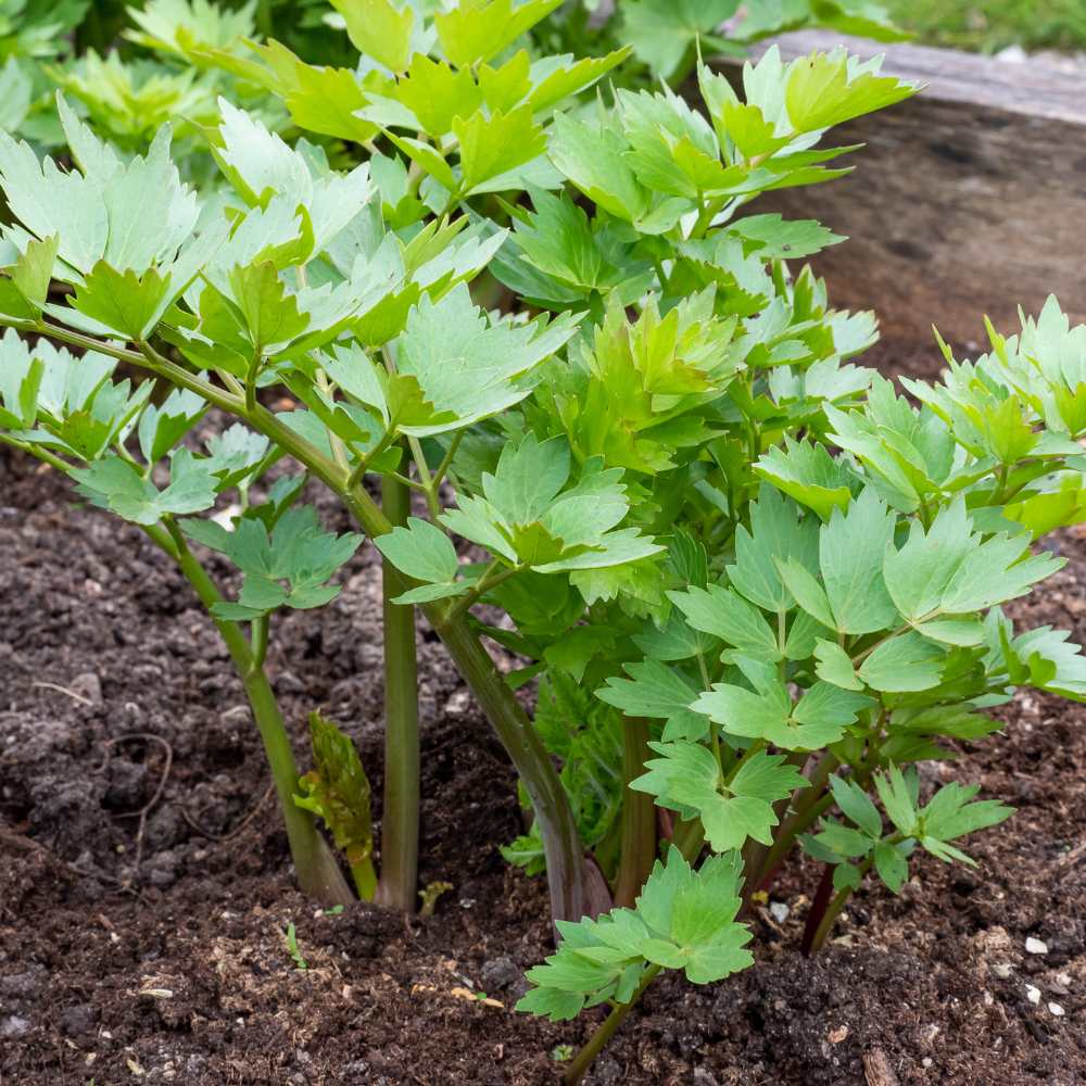 Tall leafy Lovage perennial Pflanze grown from Samen