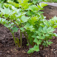 Tall leafy Lovage perennial Pflanze grown from Samen