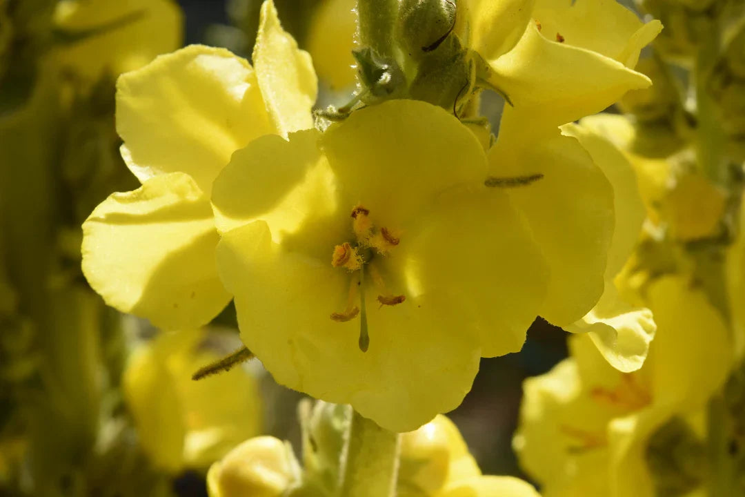 Tall mullein anpflanzung samen