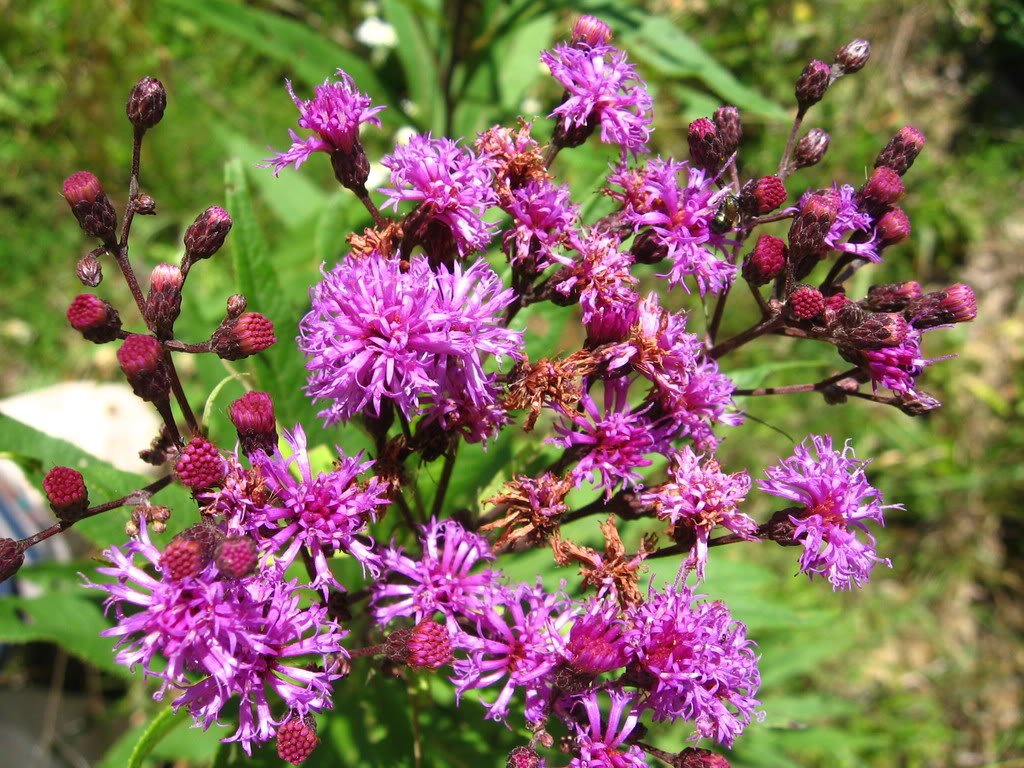 Tall native Purple Ironweed flowering Pflanzen