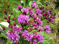 Tall native Purple Ironweed flowering Pflanzen