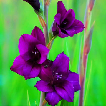 Tall dark lila gladiolus blumen in bloom