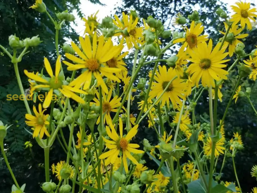 Tall silphium perfoliatum pflanzen in garten