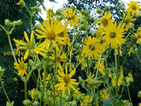 Tall silphium perfoliatum pflanzen in garten