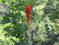 Tall standing cypress blumen wachsend in garten