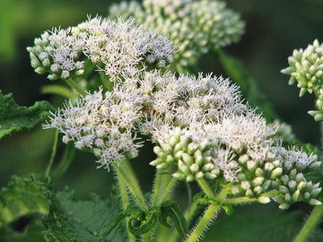 Tall White Boneset Samen Eupatorium perfoliatum producing native thoroughwort Pflanzen