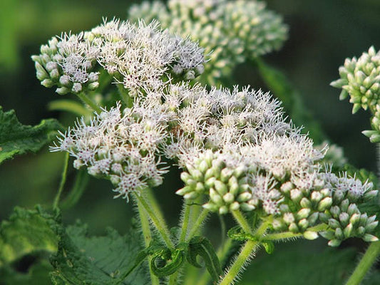 Tall White Boneset Samen Eupatorium perfoliatum producing native thoroughwort Pflanzen