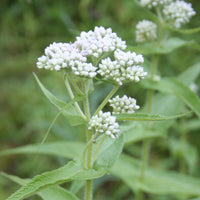 Tall White Boneset Pflanzen grown from Samen thriving in moist soil