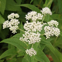 White summer blooms from Tall White Boneset Samen attracting pollinators