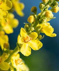 Tall yellow Common Mullein Blume spikes