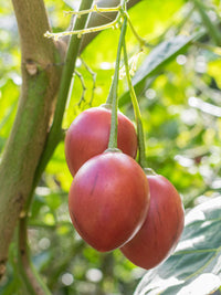 Tamarillo  delicious Fruit Seeds