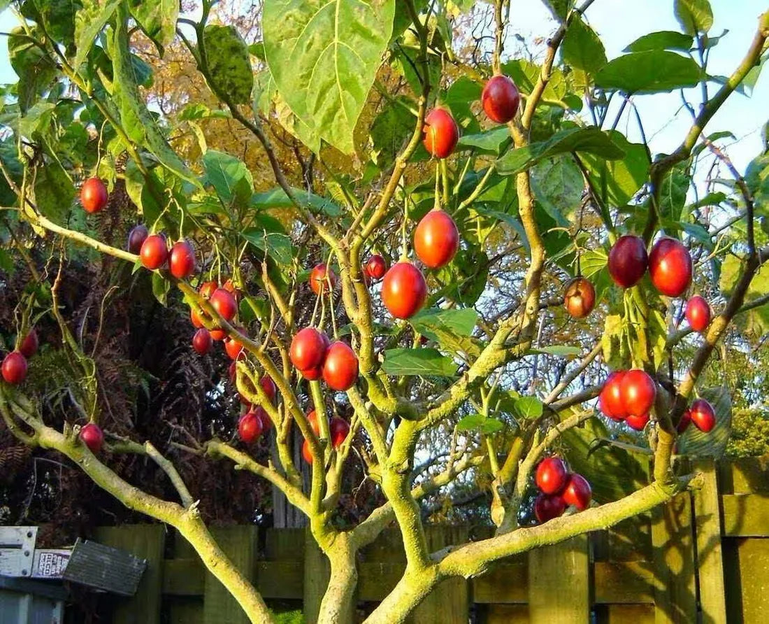 Tamarillo Frucht samen für einfaches Anpflanzen