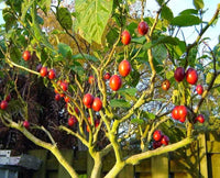 Tamarillo Frucht samen für einfaches Anpflanzen